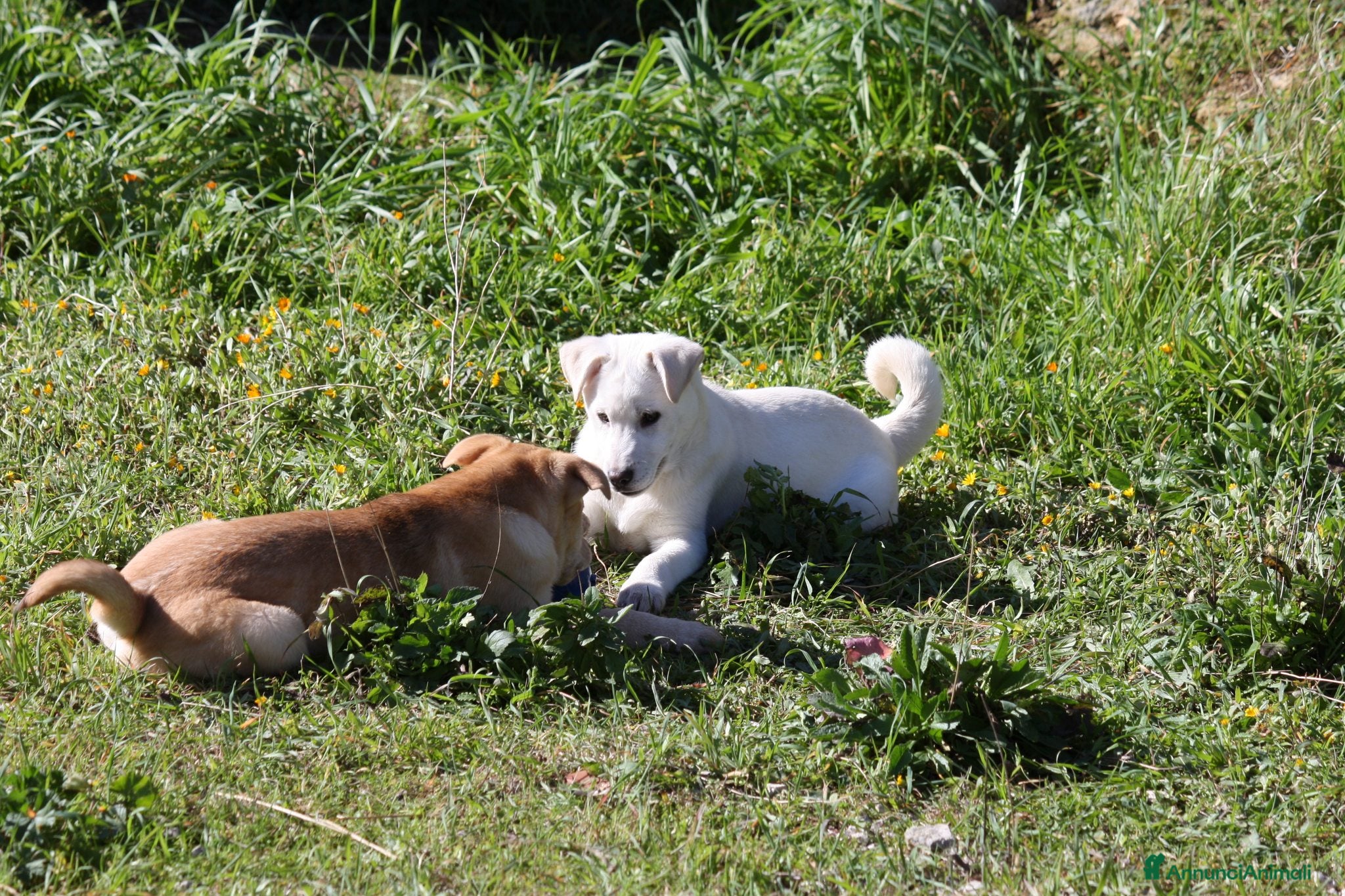 Meticcio cani Dolcissima Scintilla 3 mesi aspetta una famiglia - Annuncio 2