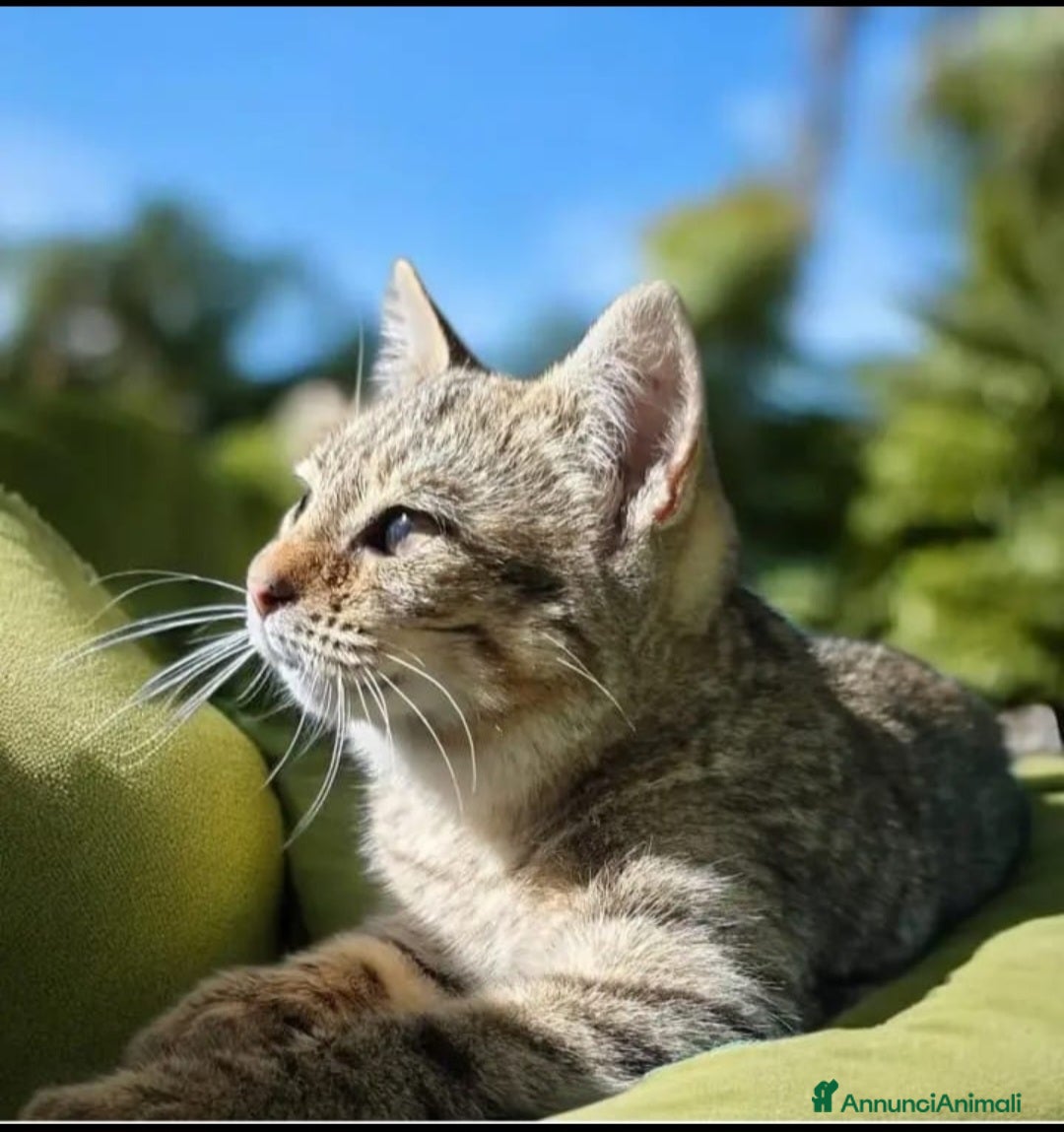 Europeo gatti Micina 6mesi tigrataTORNERÀ IN COLONIA!SOS SICILIA - Annuncio 1
