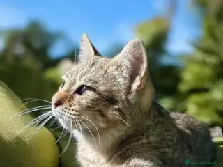 Europeo gatti Micina 6mesi tigrataTORNERÀ IN COLONIA!SOS SICILIA - Annuncio 1