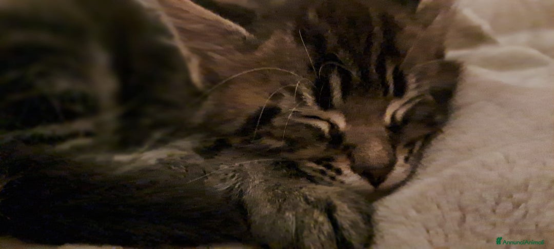 Maine Coon gatti in vendita: Cucciolo Maine coon - Annuncio 5