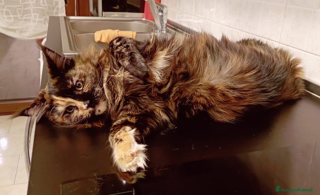 Maine Coon gatti in vendita: Cucciola Maine Coon pedigree ANFI  - Annuncio 7