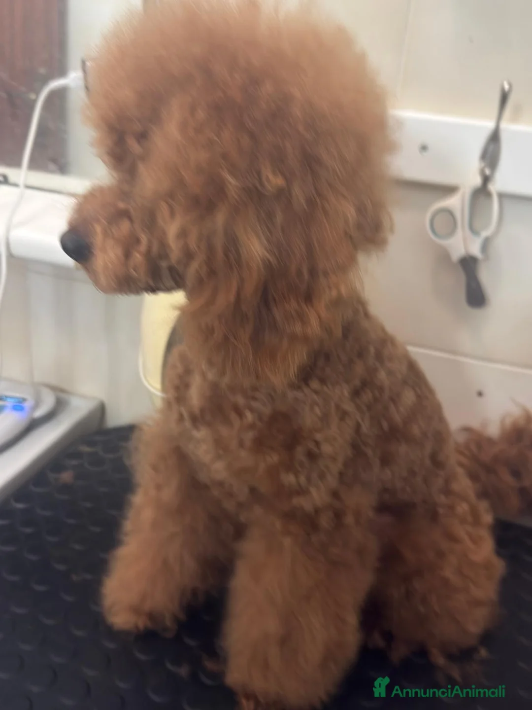 Barboncino cani in vendita: Barboncino nano fulvo - Annuncio 4