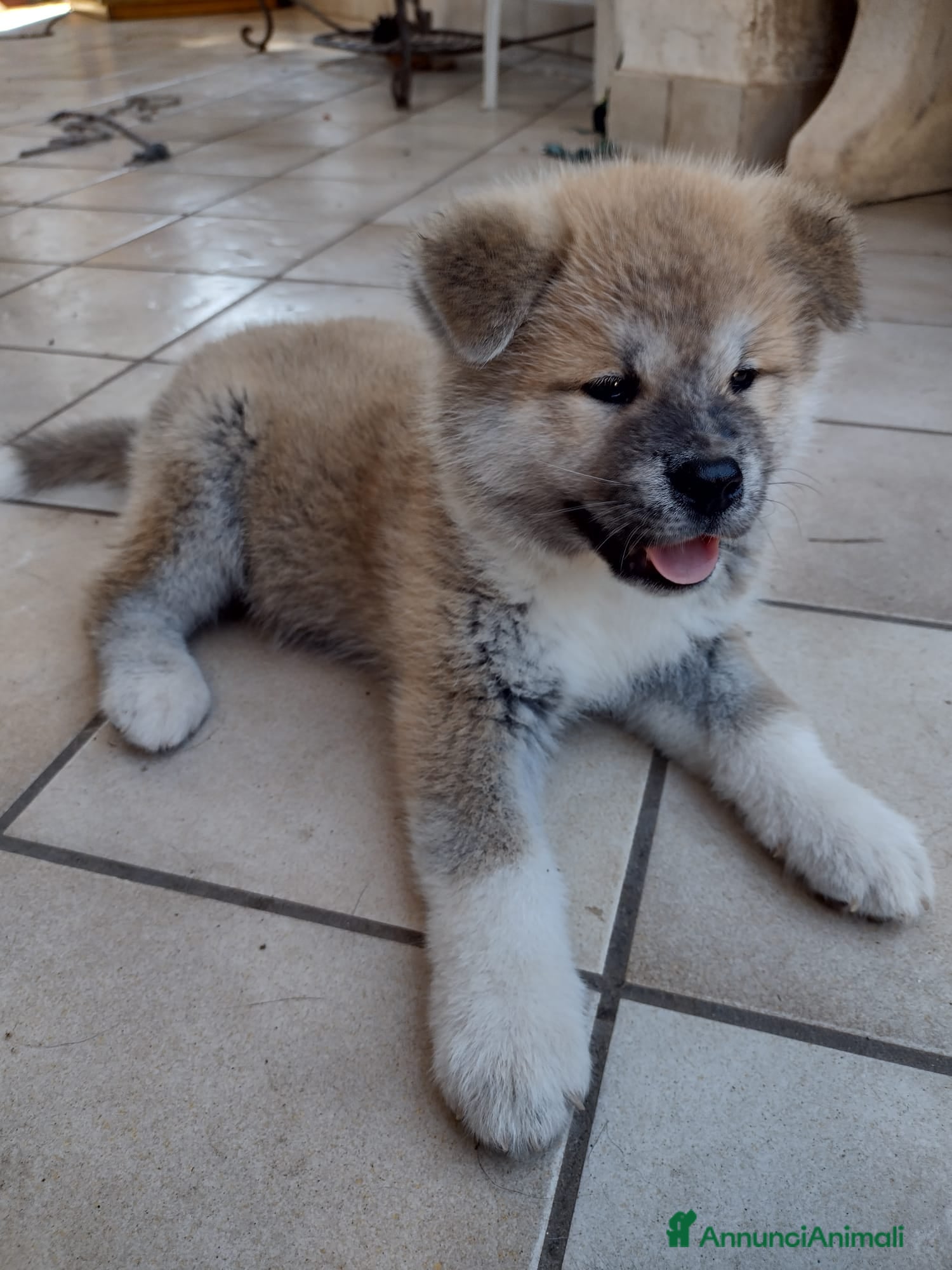Akita Inu cani in vendita: Cuccioli di Akita giapponese  - Annuncio 4