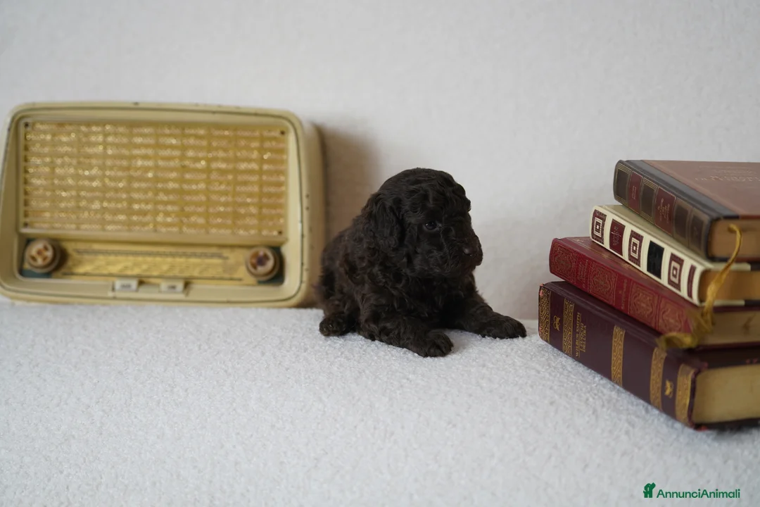 Barboncino cani in vendita: Barboncini Marroni , Bianchi e Neri con Pedigree - Annuncio 12