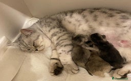 Scottish gatti in vendita: Cuccioli Scottish Fold e Straight a Villafranca di Verona - Immagine 15