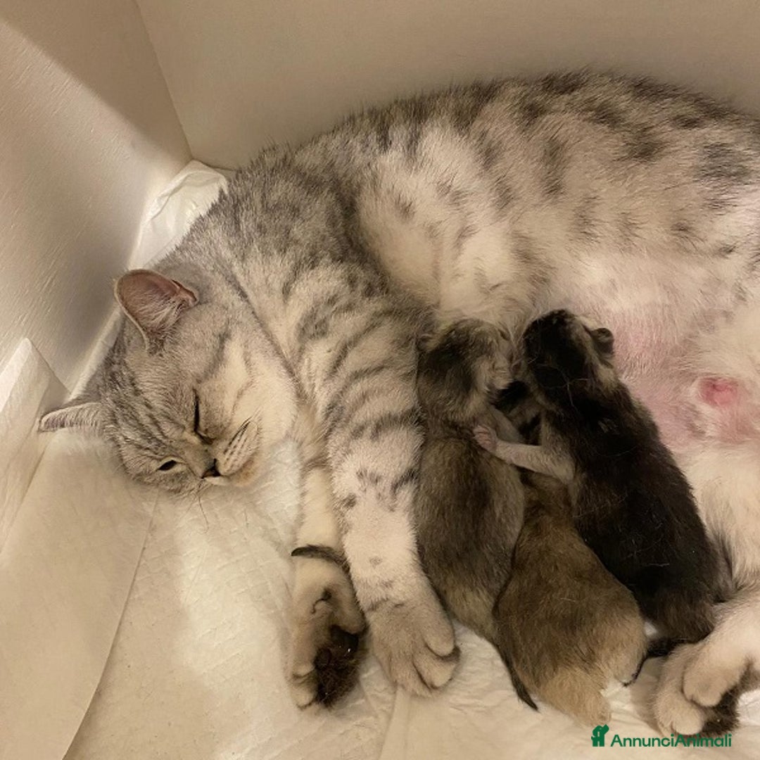 Scottish gatti in vendita: Cuccioli Scottish Fold e Straight a Villafranca di Verona - Immagine 15