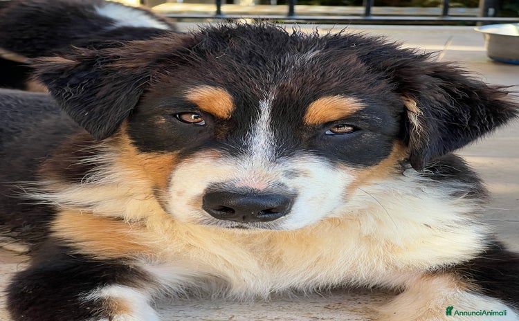 Australian Shepherd cani - Annuncio 1
