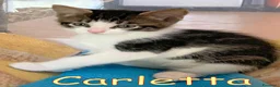 Europeo gatti in regalo: CARLETTA GATTINA DOLCISSIMA PELO LUNGO  - Annuncio 2
