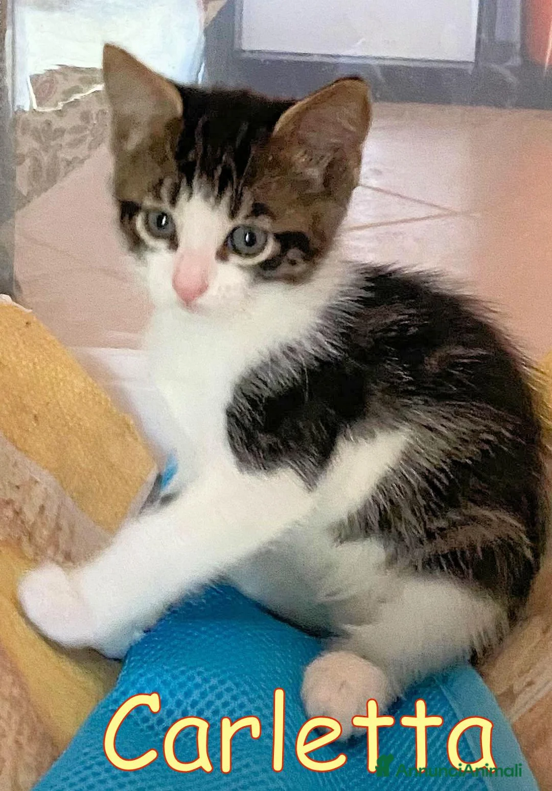 Europeo gatti in regalo: CARLETTA GATTINA DOLCISSIMA PELO LUNGO  - Annuncio 2