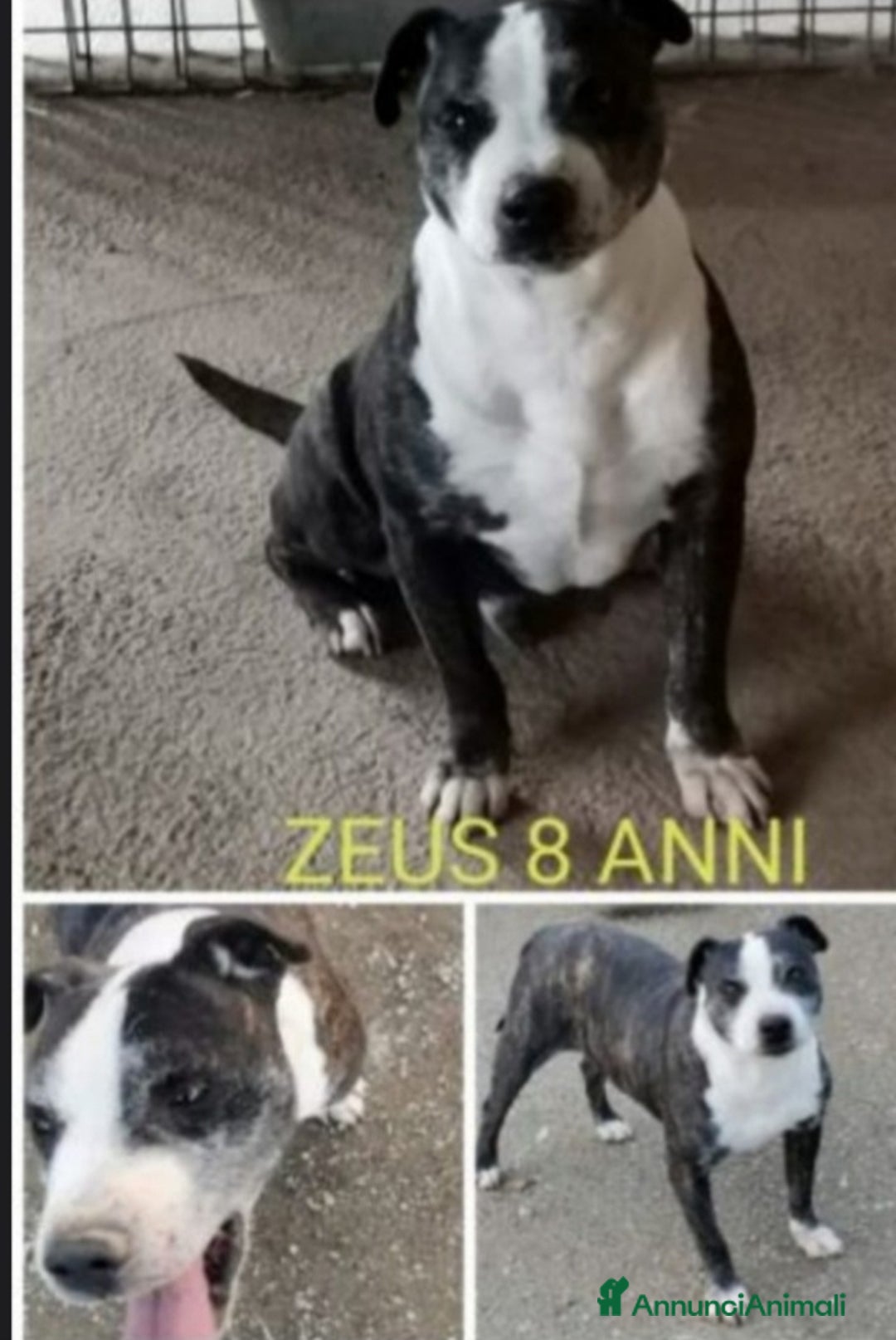 Meticcio cani in regalo: Zeus molossino invecchia in canile.CASERTA  a Città metropolitana di Milano - Annuncio 5