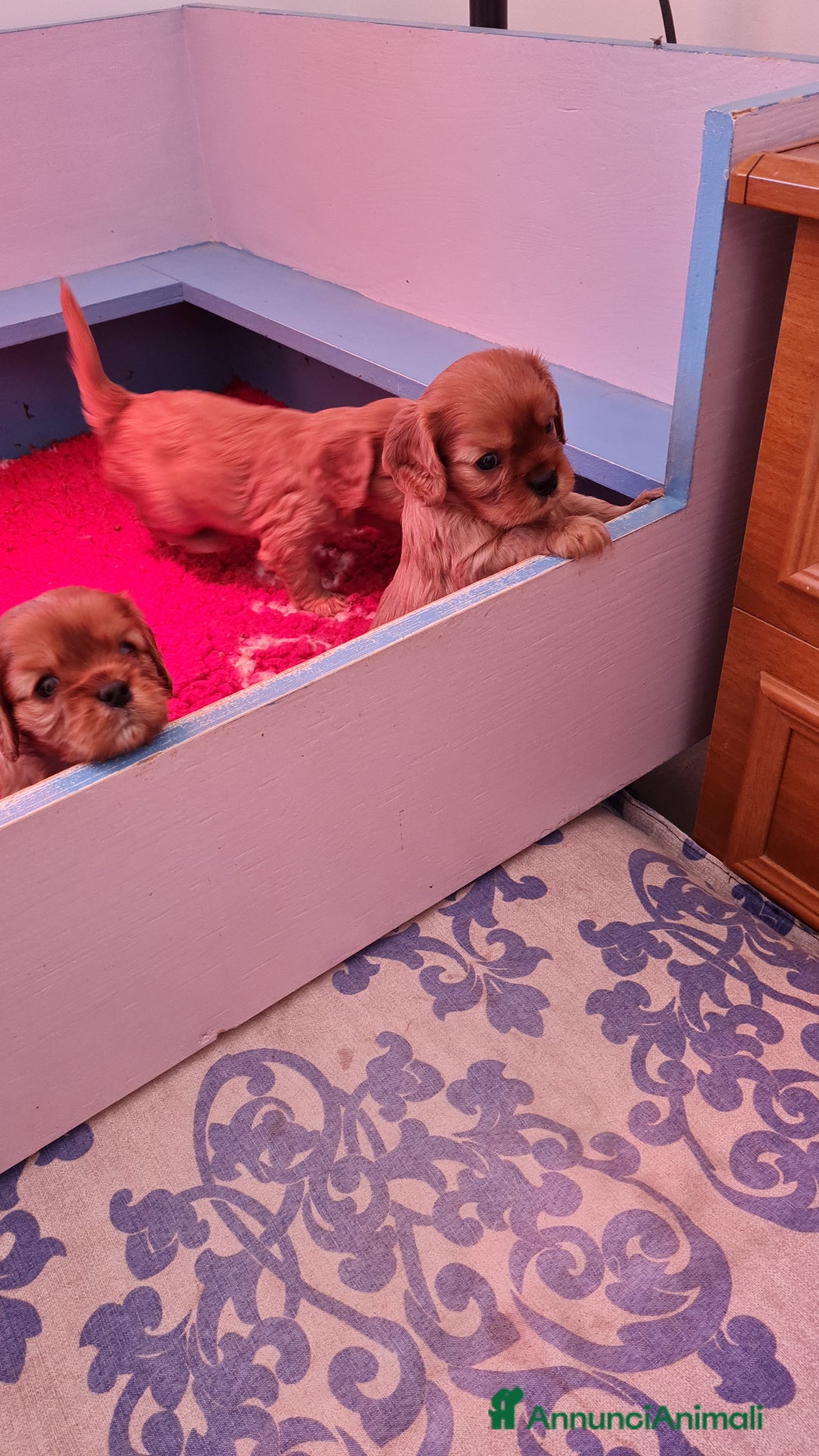 Cavalier King cani in vendita: Allevamento Cavalier King Charles Spaniel ENCI  - Annuncio 3