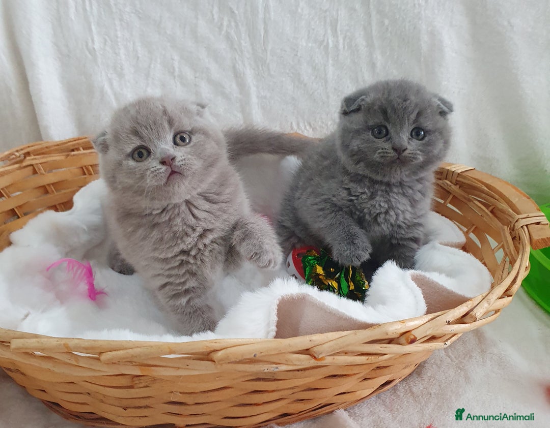 Scottish gatti in vendita: Scottish fold  - Annuncio 1