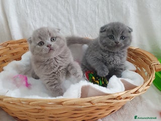Scottish gatti Scottish fold - Annuncio 1