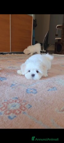 Maltese cani a Provincia di Padova - Annuncio 3