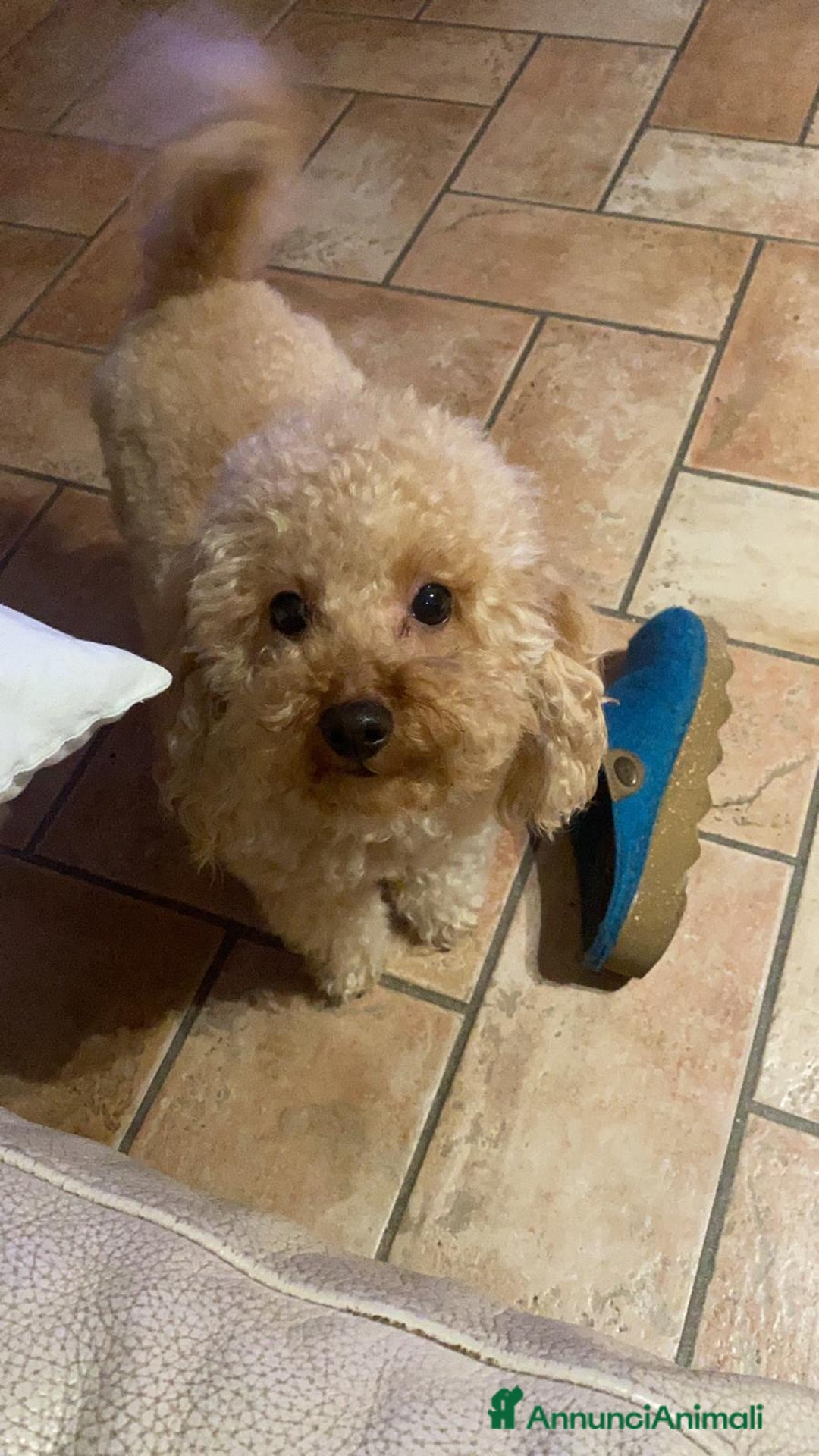 Barboncino Toy cani per accoppiamento: Barboncino toy maschio disponibile per monta  - Annuncio 7