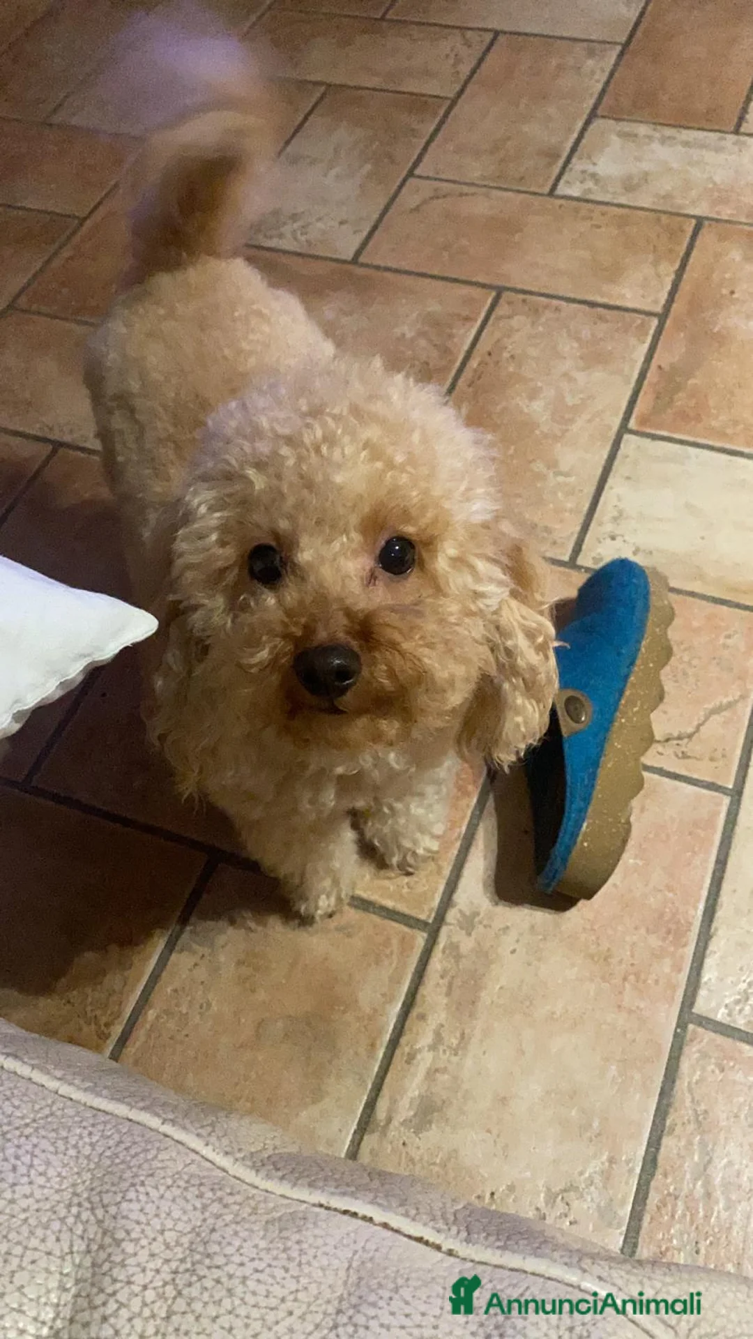 Barboncino Toy cani per accoppiamento: Barboncino toy maschio disponibile per monta  - Annuncio 7