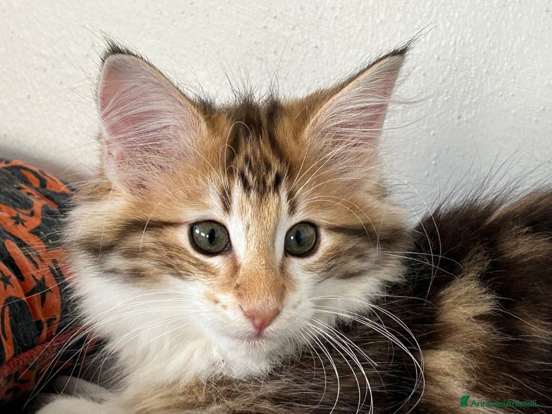 Norvegese gatti in vendita: Vendo cuccioli Norvegesi delle Foreste - Annuncio 7