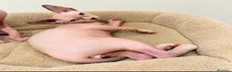 Sphynx gatti in vendita: Sphynx  - Annuncio 3