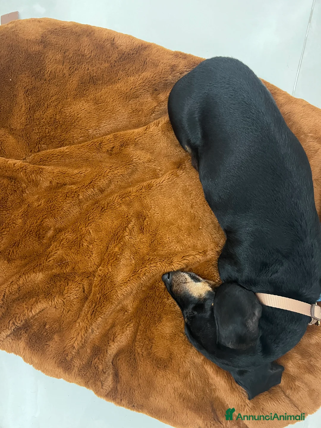 Bassotto cani in regalo: Bassotto nano nero focato  - Annuncio 3