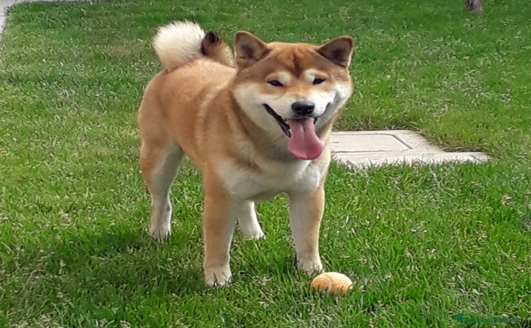 Shiba Inu cani - Annuncio 9