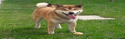 Shiba Inu cani per accoppiamento: YUKI CERCA FIDANZATA  - Annuncio 1