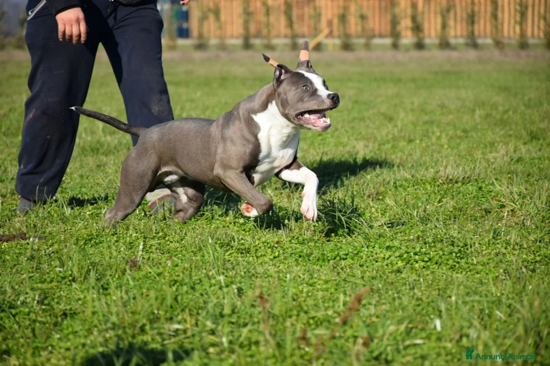 Pitbull cani in vendita: American pitbull terrier  - Annuncio 13