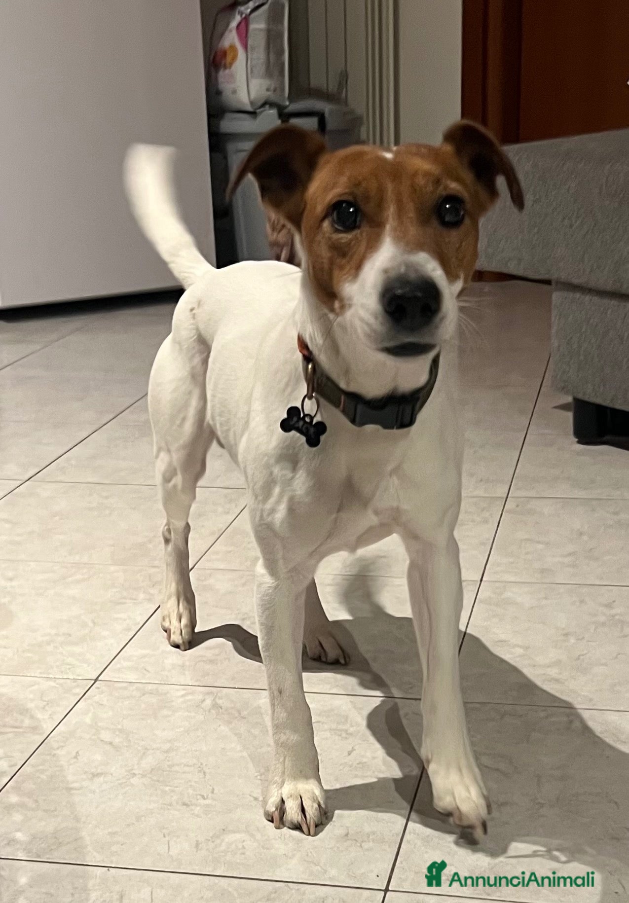 Jack Russell cani Jack Russell  - Annuncio 2