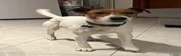 Jack Russell cani in regalo: Jack Russell  - Annuncio 2