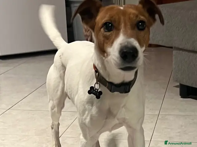 Jack Russell cani in regalo: Jack Russell - Annuncio 2