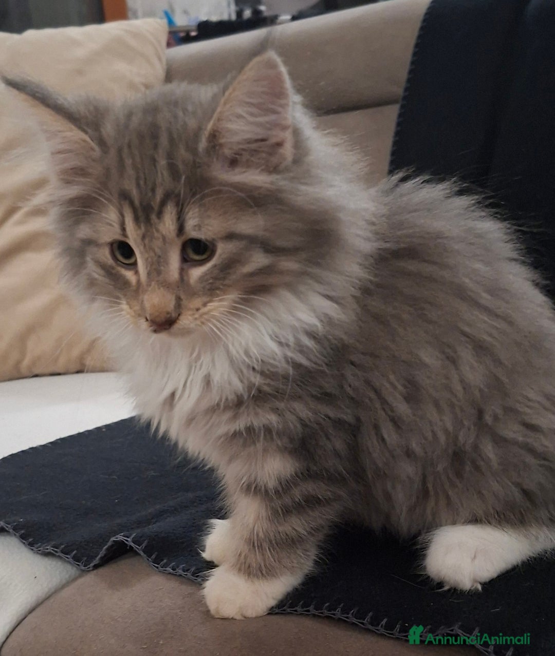 Norvegese gatti in vendita: Norvegesi cuccioli  - Annuncio 8