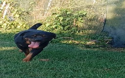 Rottweiler cani in regalo: Ares: 5 anni, Rottweiler equilibrato, socievole  a Città Metropolitana di Genova - Immagine 17