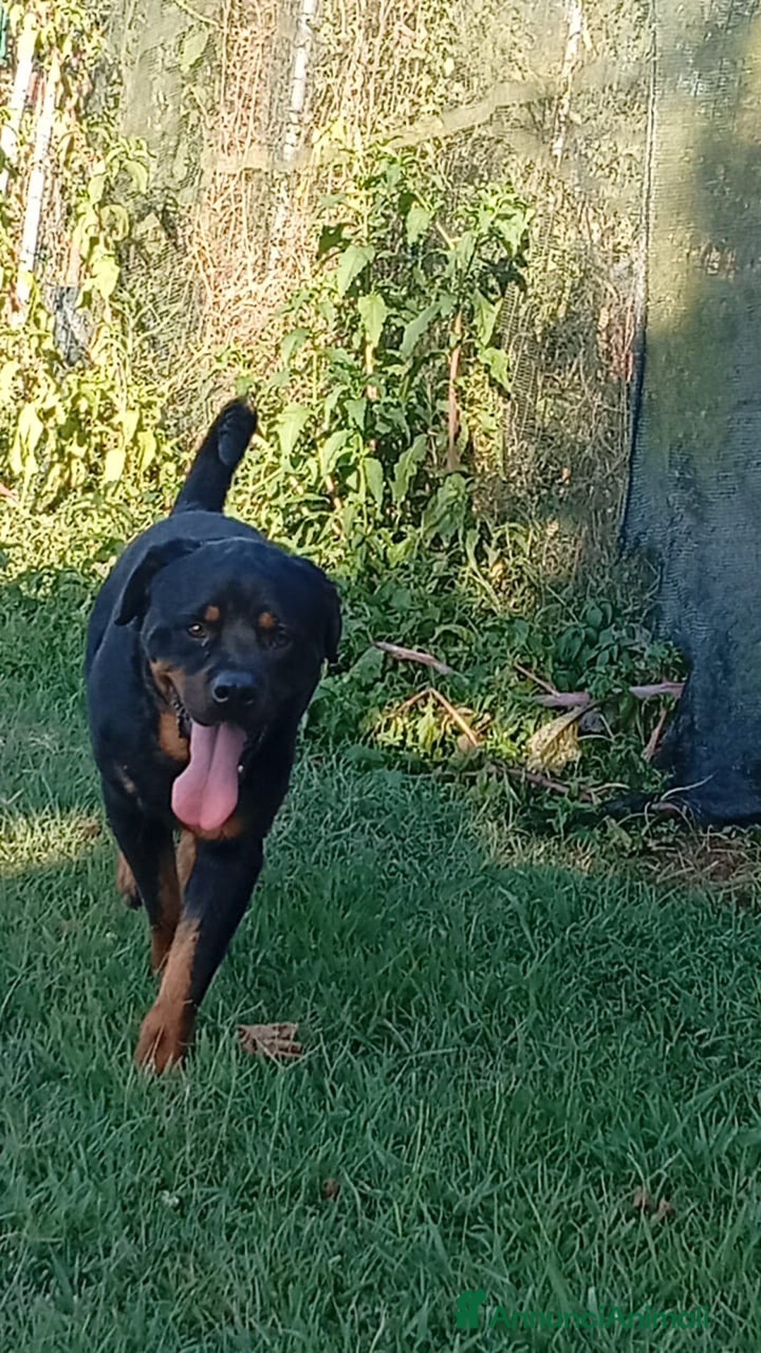 Rottweiler cani in regalo: Ares: 5 anni, Rottweiler equilibrato, socievole  a Città Metropolitana di Genova - Immagine 17