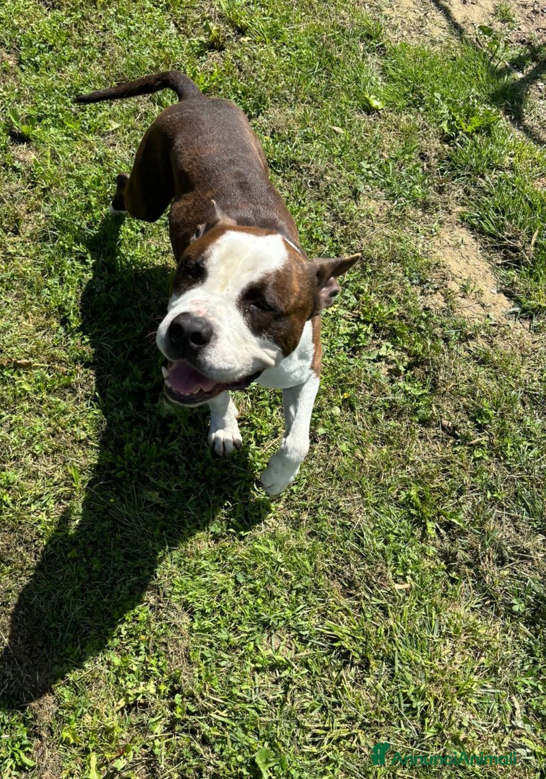 American Staffordshire cani in regalo: Adotta Odino - Annuncio 3