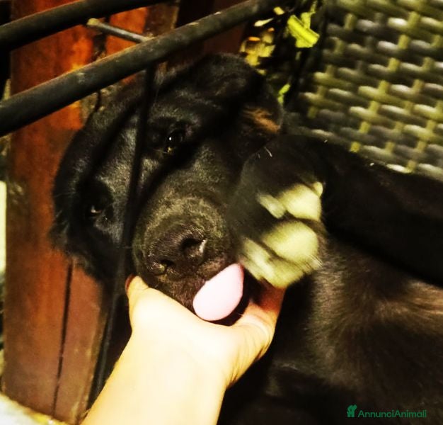 Labrador cani Margot, cucciola simil labrador - Annuncio 2