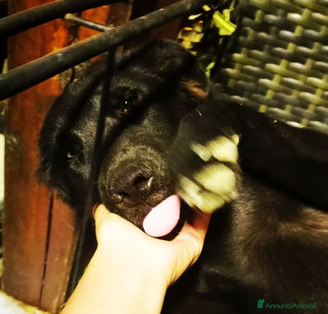 Labrador cani in regalo: Margot, cucciola simil labrador - Annuncio 2