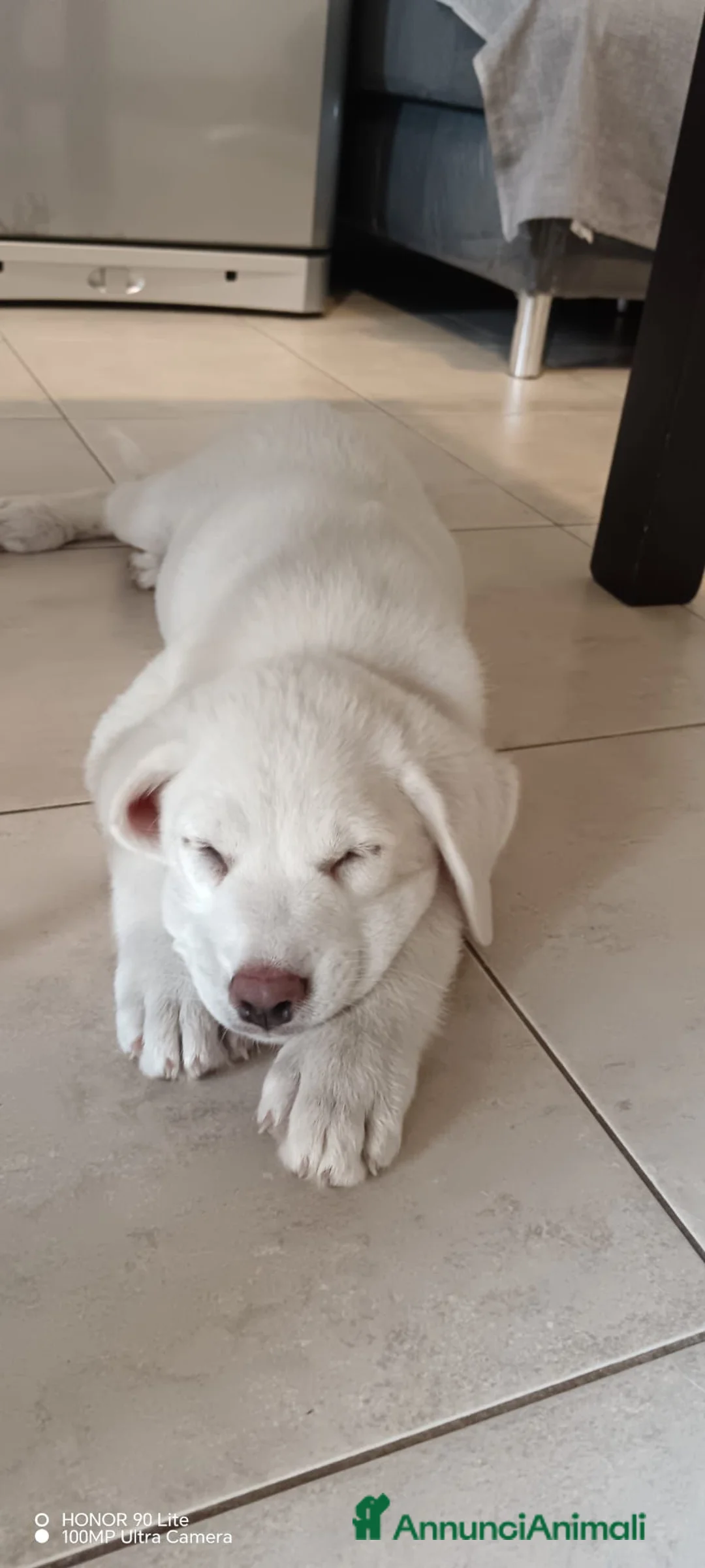 Meticcio cani in regalo: 3mesi tg media futura SOS CASA CAGLIARI - Annuncio 5