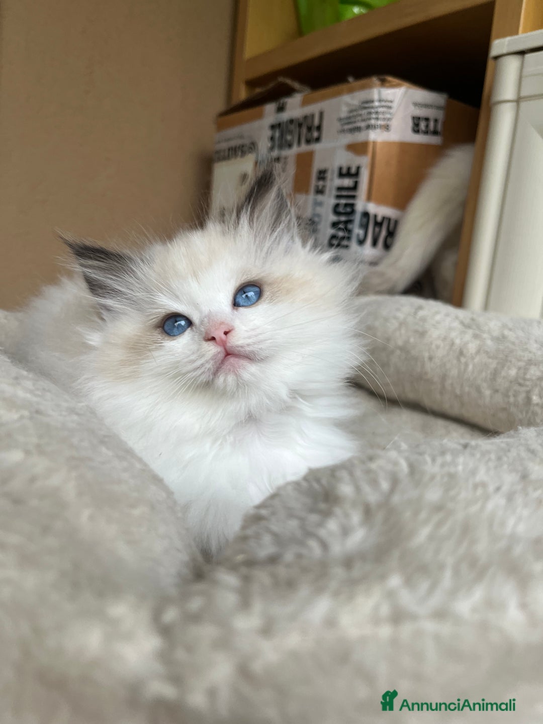 Ragdoll gatti in vendita: Splendida cucciola Choco bicolour - Annuncio 4