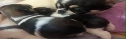 Chihuahua cani in vendita: Splendida cucciola di Chihuahua di 1 anno a Città metropolitana di Milano - Annuncio 1