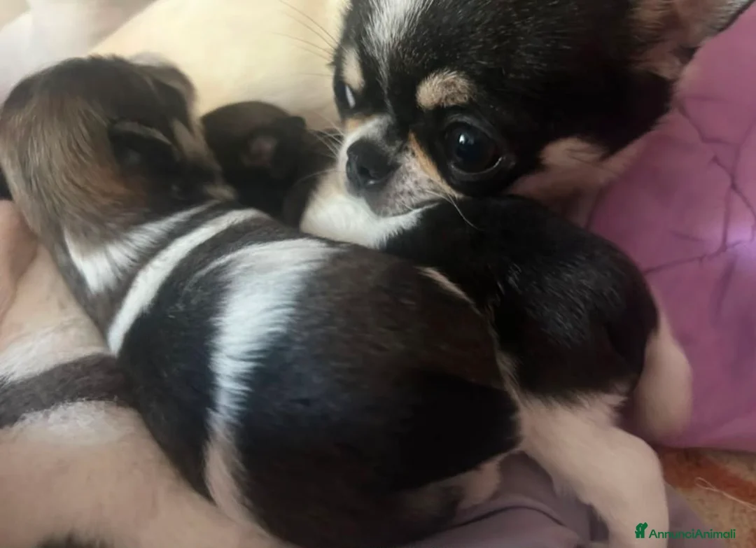Chihuahua cani in vendita: Splendida cucciola di Chihuahua di 1 anno a Città metropolitana di Milano - Annuncio 1