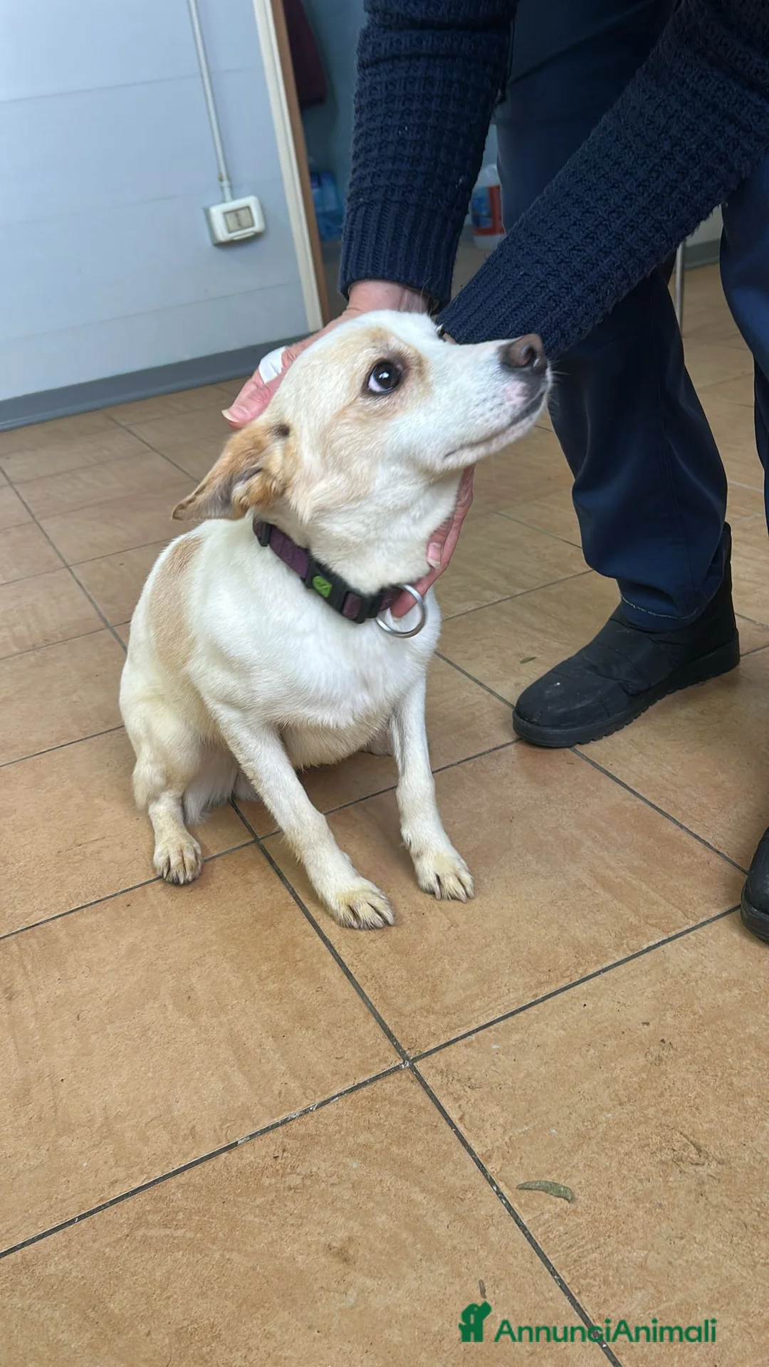 Meticcio cani in regalo: Giotto, piccolo Meticcio maschio in Canile - Annuncio 3