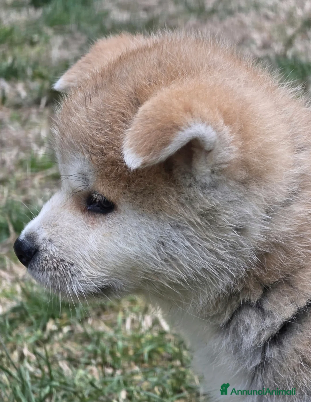 Akita Inu cani in vendita: Cuccioli Akita Inu  - Annuncio 5