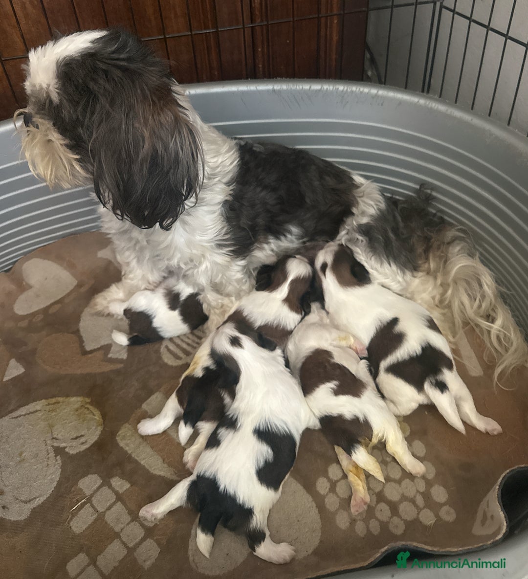 Shih Tzu cani in vendita: Cuccioli shih tzu - Annuncio 5