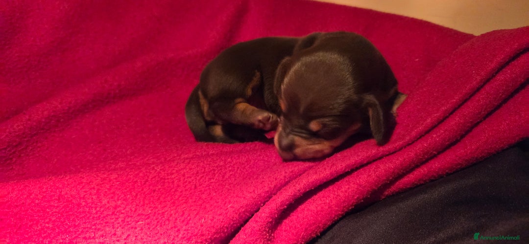 Bassotto cani in vendita: BASSOTTO FEMMINA CHOCOLATE - Annuncio 4