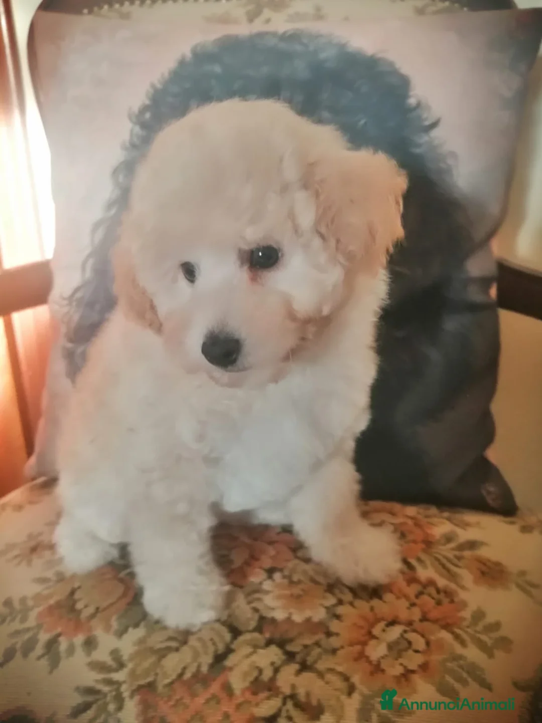 Barboncino Toy cani in vendita: Barboncino Toy Bianco  - Annuncio 4