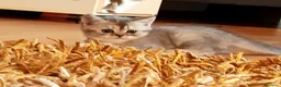 Scottish gatti in vendita: Gattini scottish - Annuncio 5