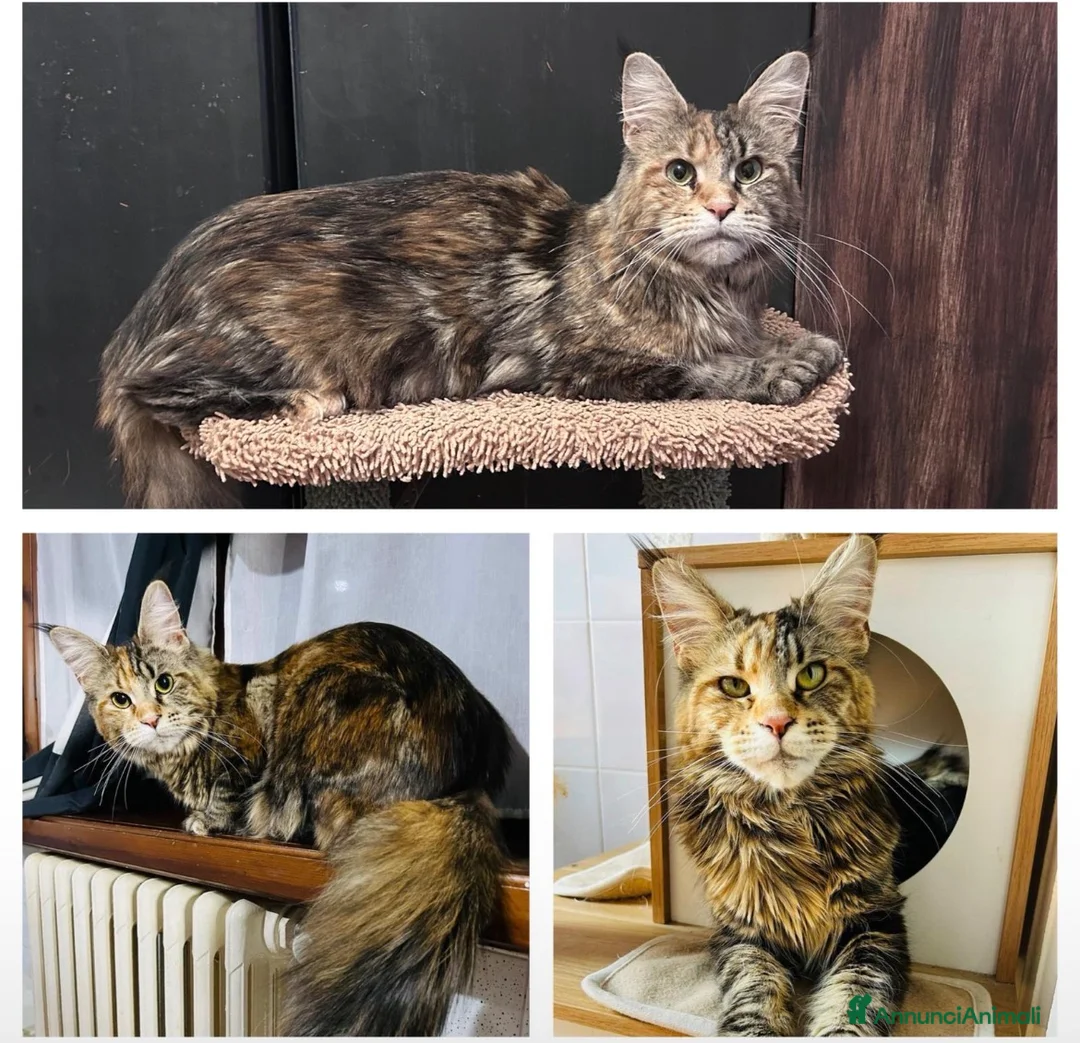 Maine Coon gatti in vendita: Cucciolo Maine Coon a Provincia di Cremona - Annuncio 2