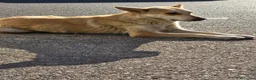 Meticcio cani in regalo: Sama, una meticcia simpatica ed equilibrata - Annuncio 4