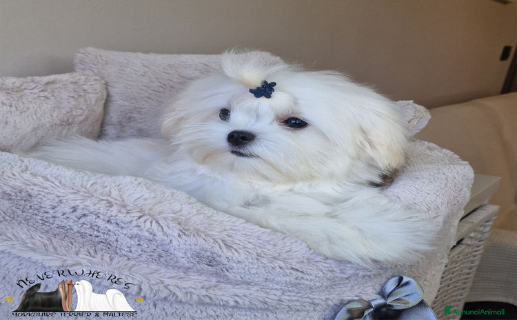 Maltese cani a Province of Vicenza - Annuncio 6