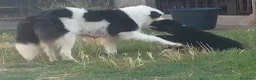 Border Collie cani in vendita: Cuccioli di border collie  - Annuncio 3