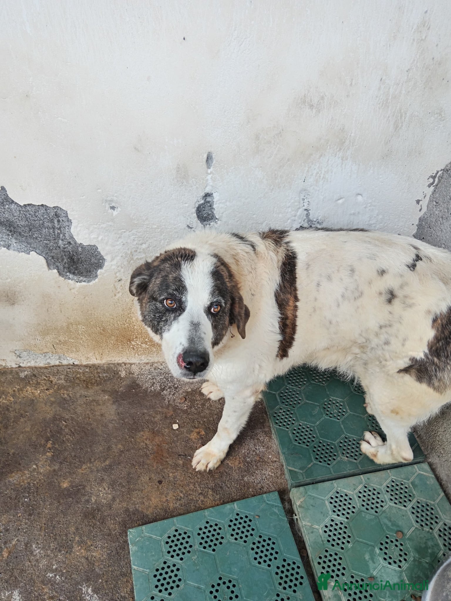 Meticcio cani Nino in canile - Annuncio 2